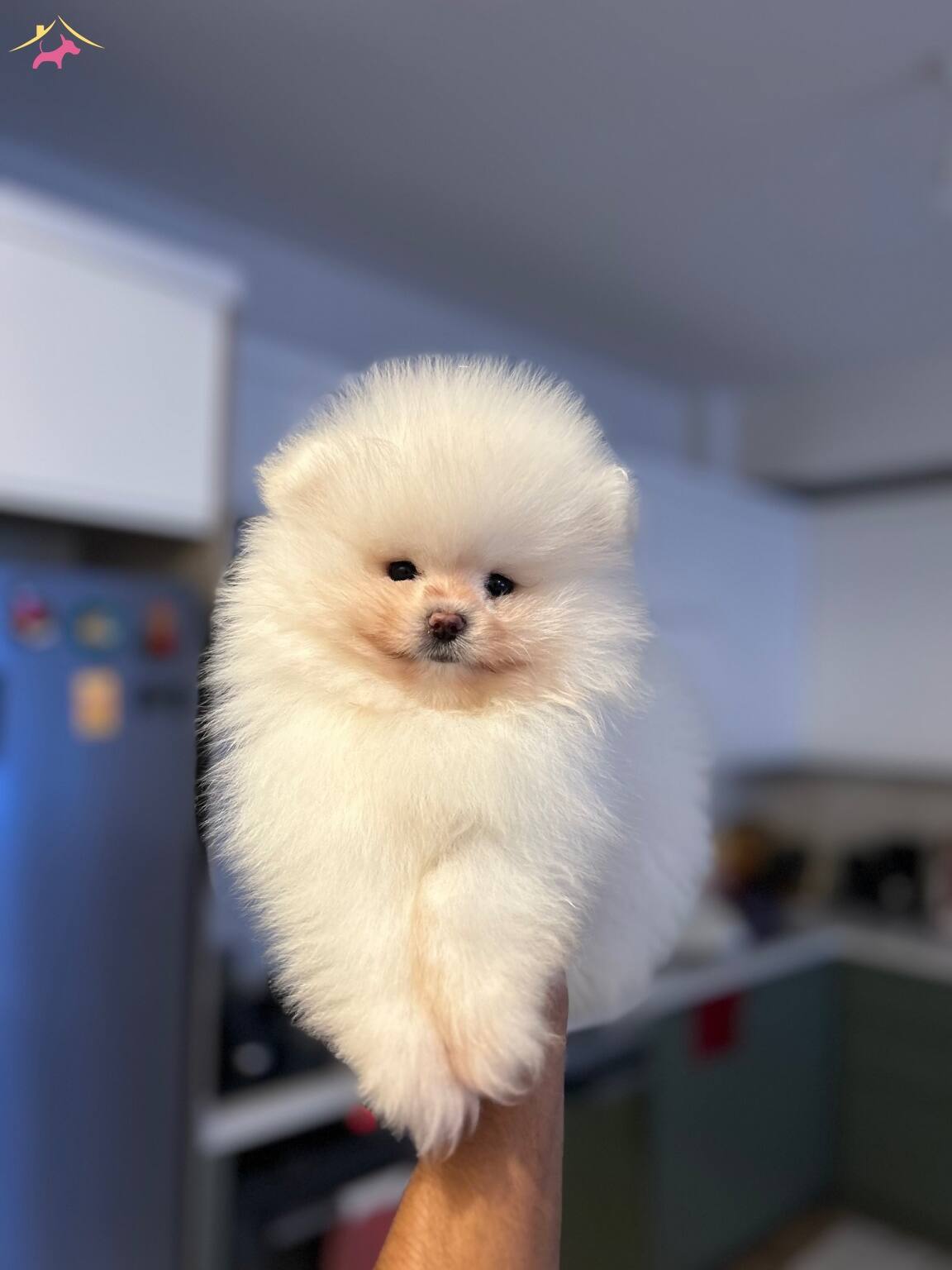 Ukrayna Cıkıslı Pomeranian Boo
