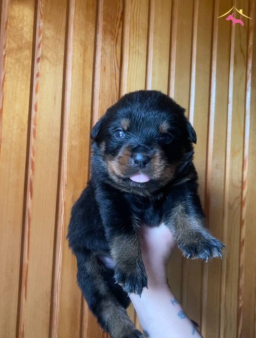 1 5 Aylık Rottweiler Yavruları
