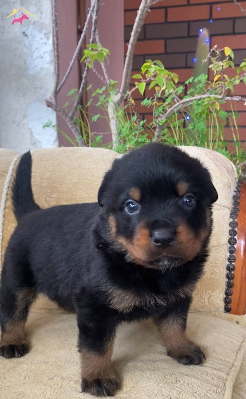Karakterli Rottweiler Yavruları