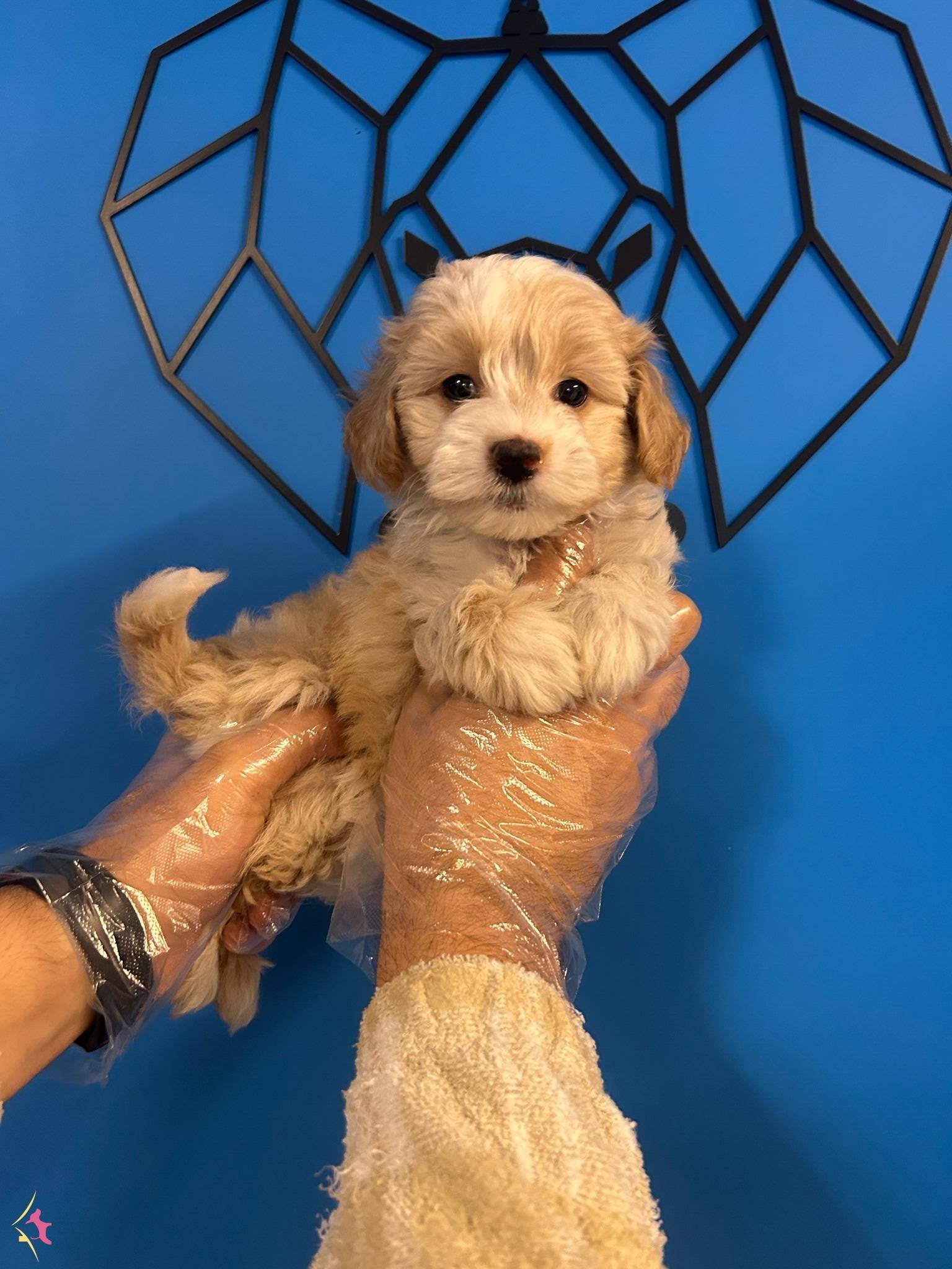 Irk Garantili Gerçek Maltipoo Bebekler