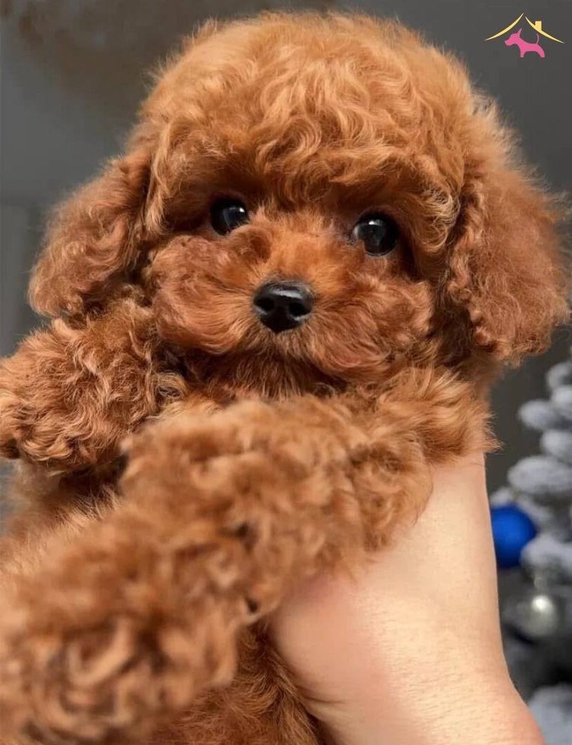 Irk Garantili Korekan Poodle Yavruları
