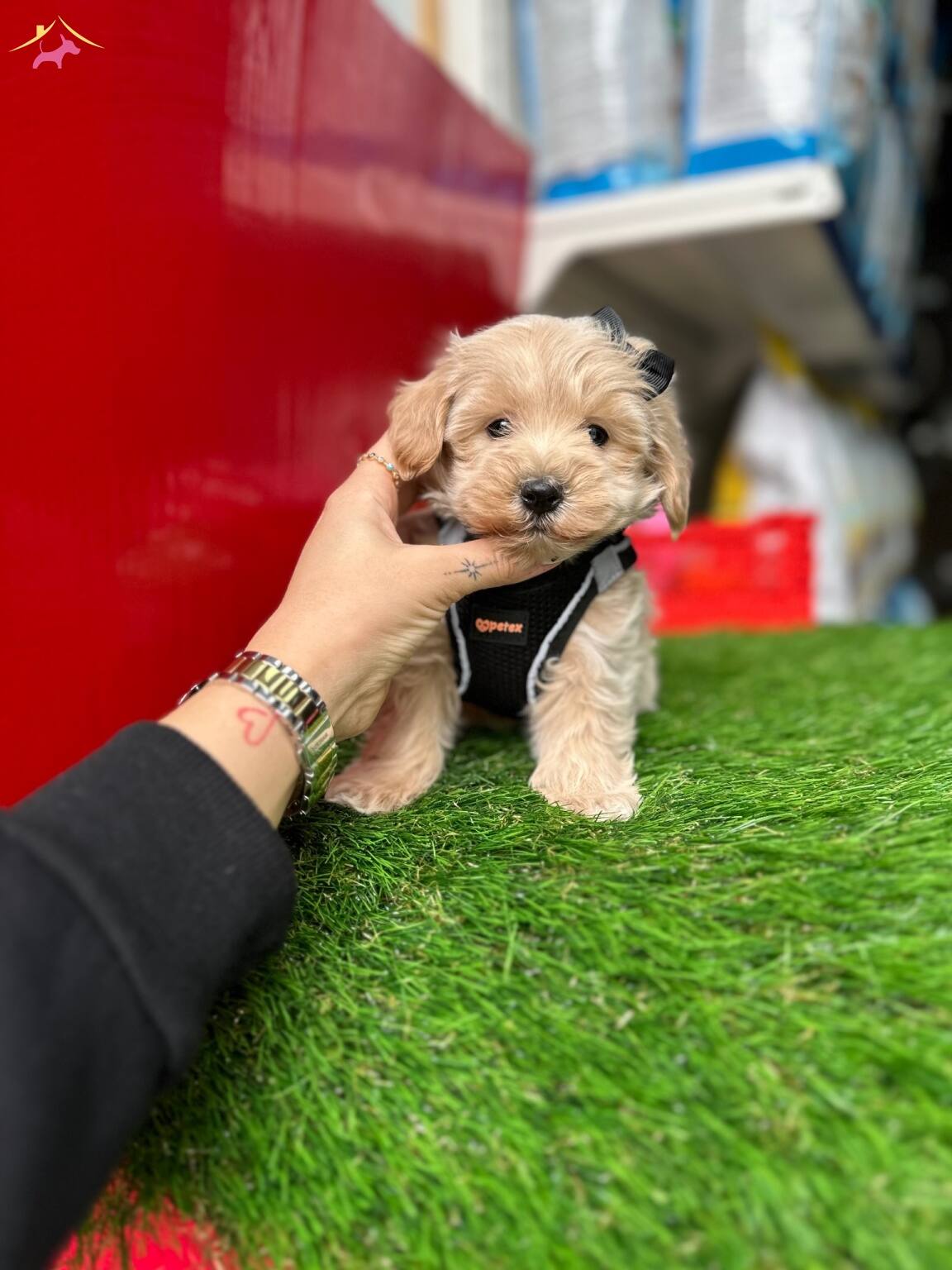 Maltipoo Ust Kalite Yavrular