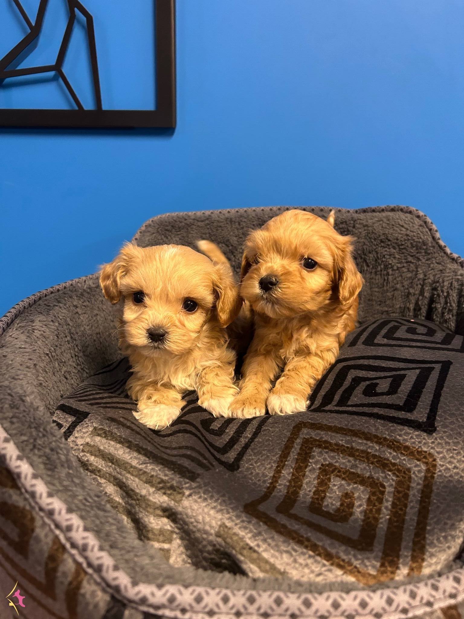 En Sevimli Maltipoo Yavruları