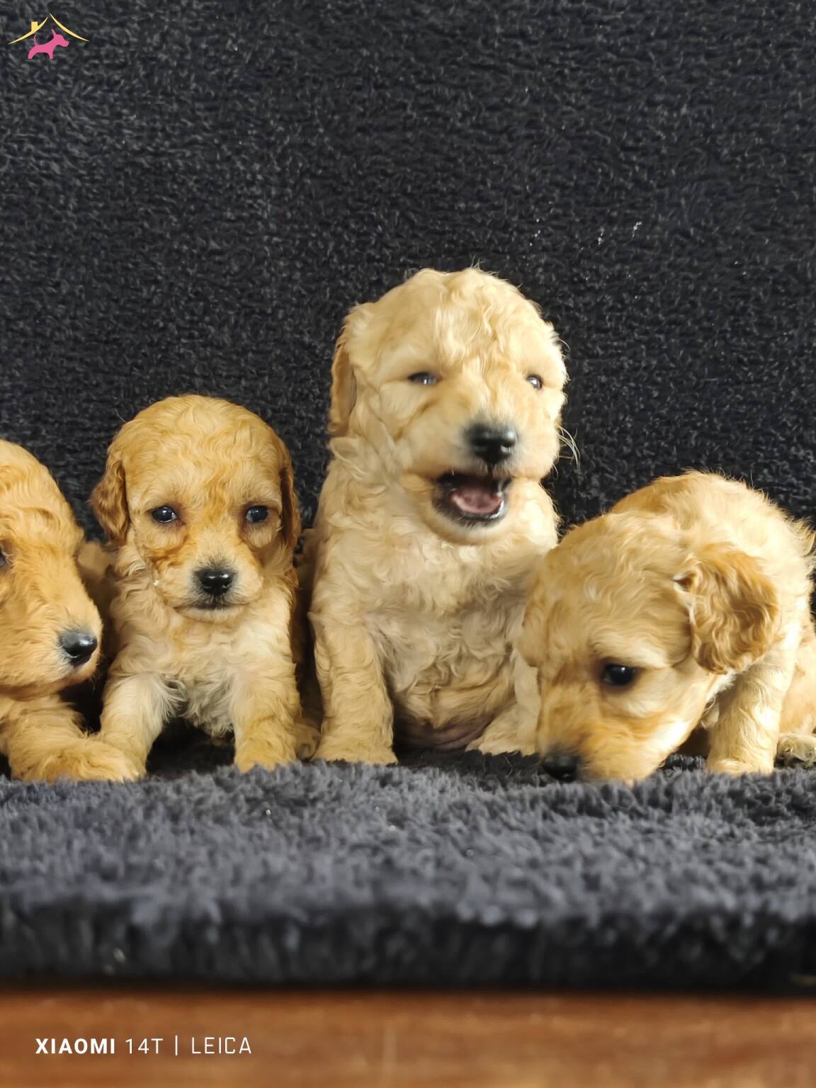 Full Eğitimli Poodle Bebekler