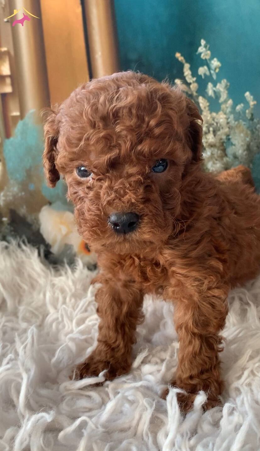 Original 2 Aylık Korekan Toy Poodle Yavruları