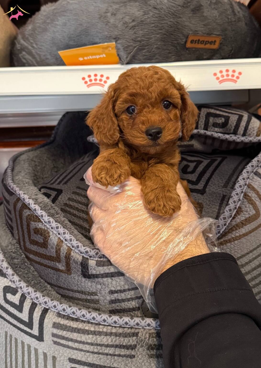 Kore Red Browne Gerçek Toy Poodle Yavruları