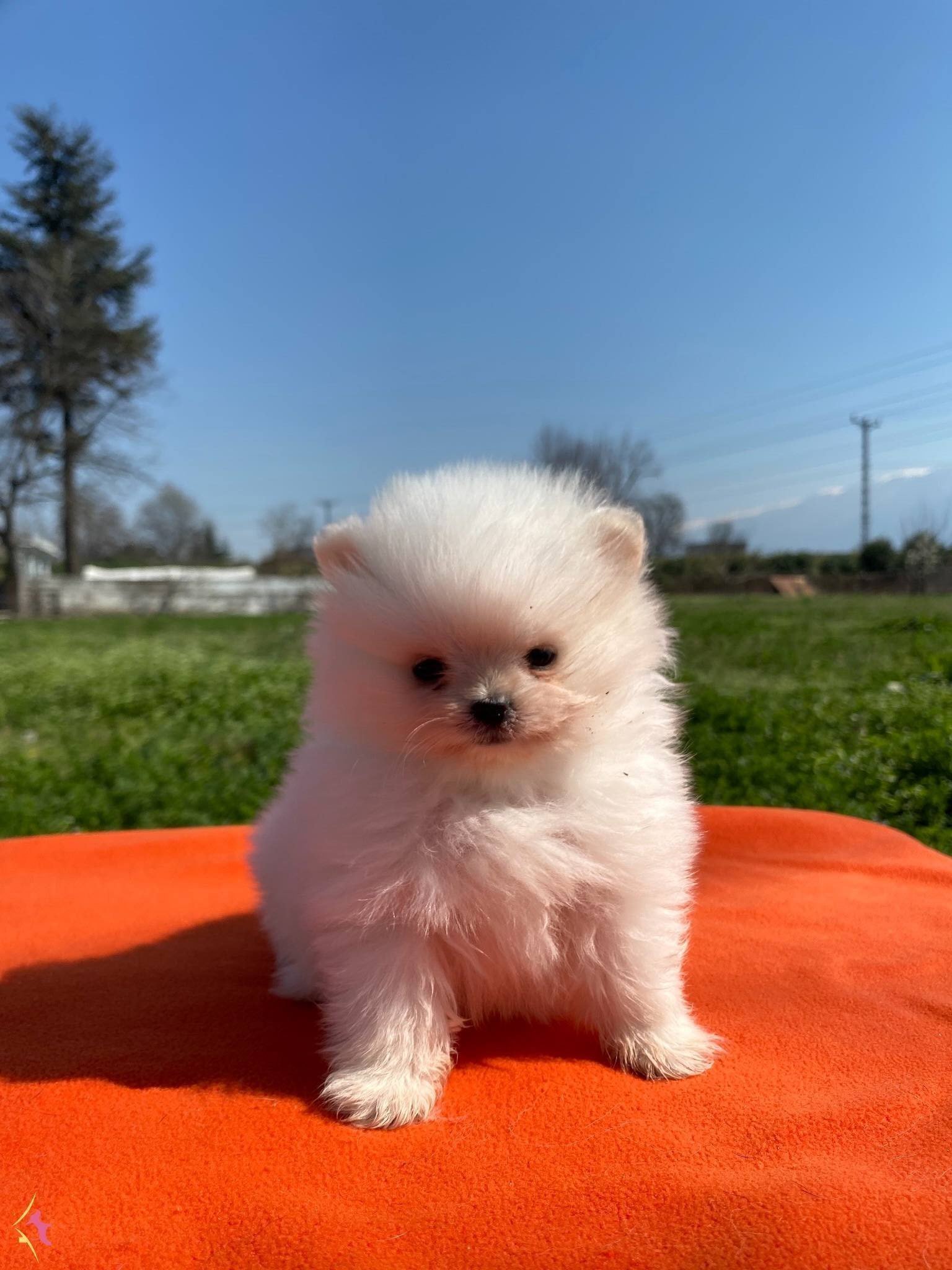 Pomeranian Bebekler