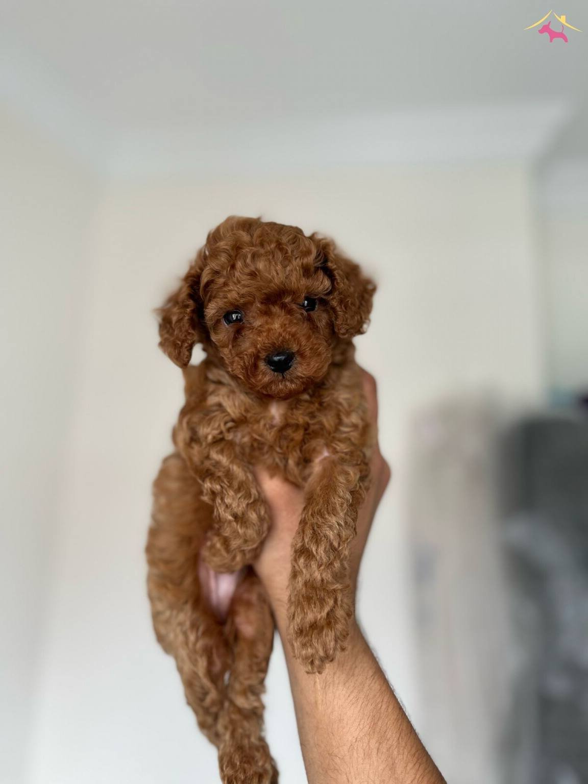 Kore Toy Poodle Bebeklerim Elden Ege Bolgesi