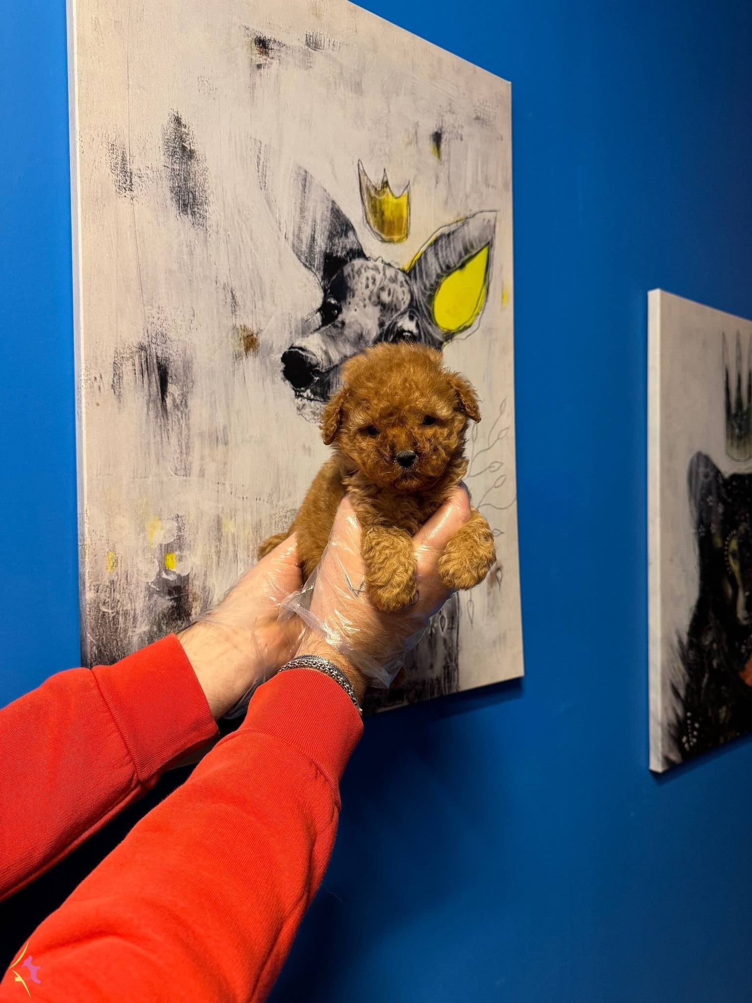 Gerçek Tea Cup Toy Poodle Bebeklerimiz