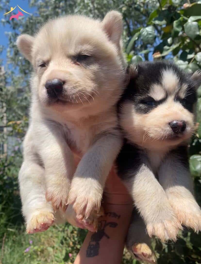 Safkan Sibirya Kurdu Husky Yavruları