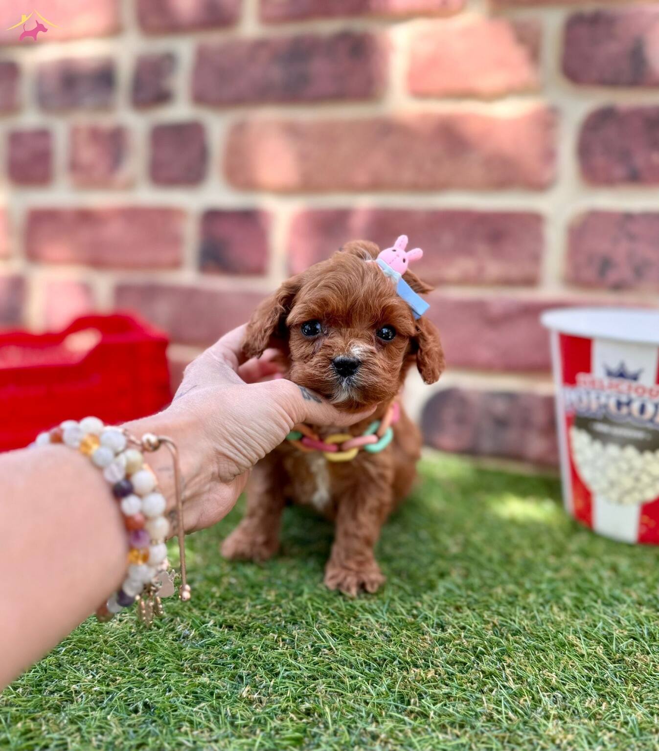 Kızıl Maltipoo Yavrular Evinize Neşe