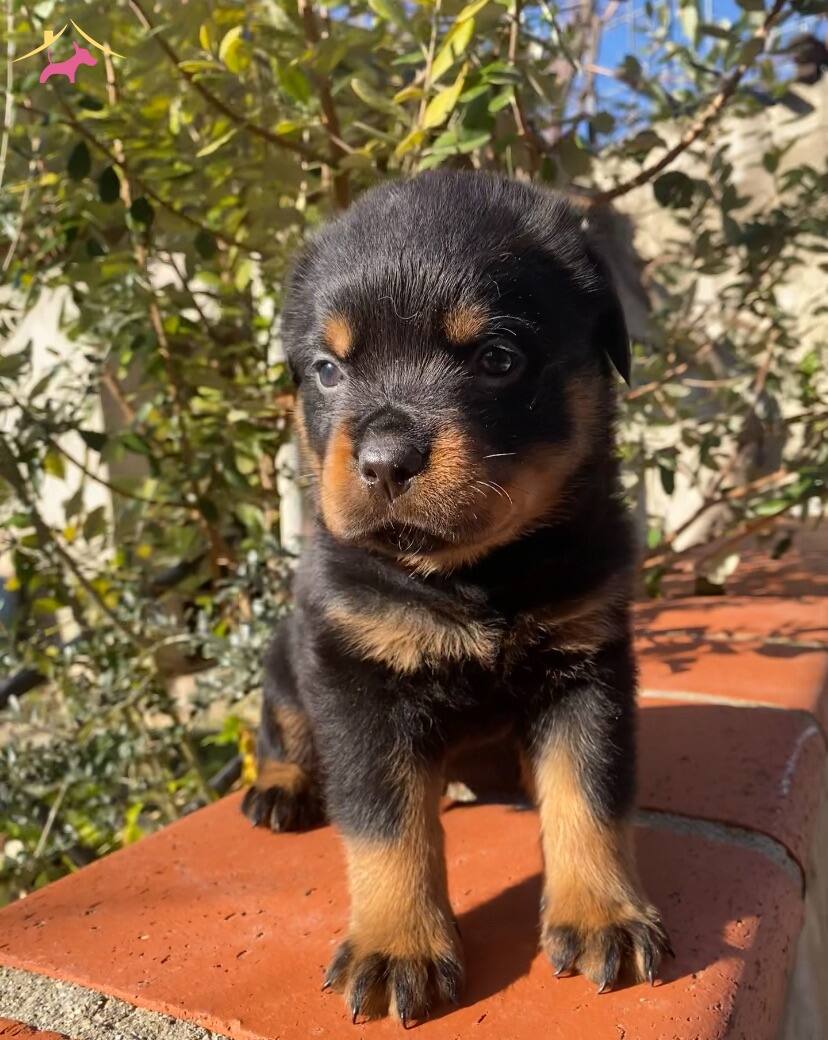 Anne Baba A Scrli Safkan Rotweiller Yavruları