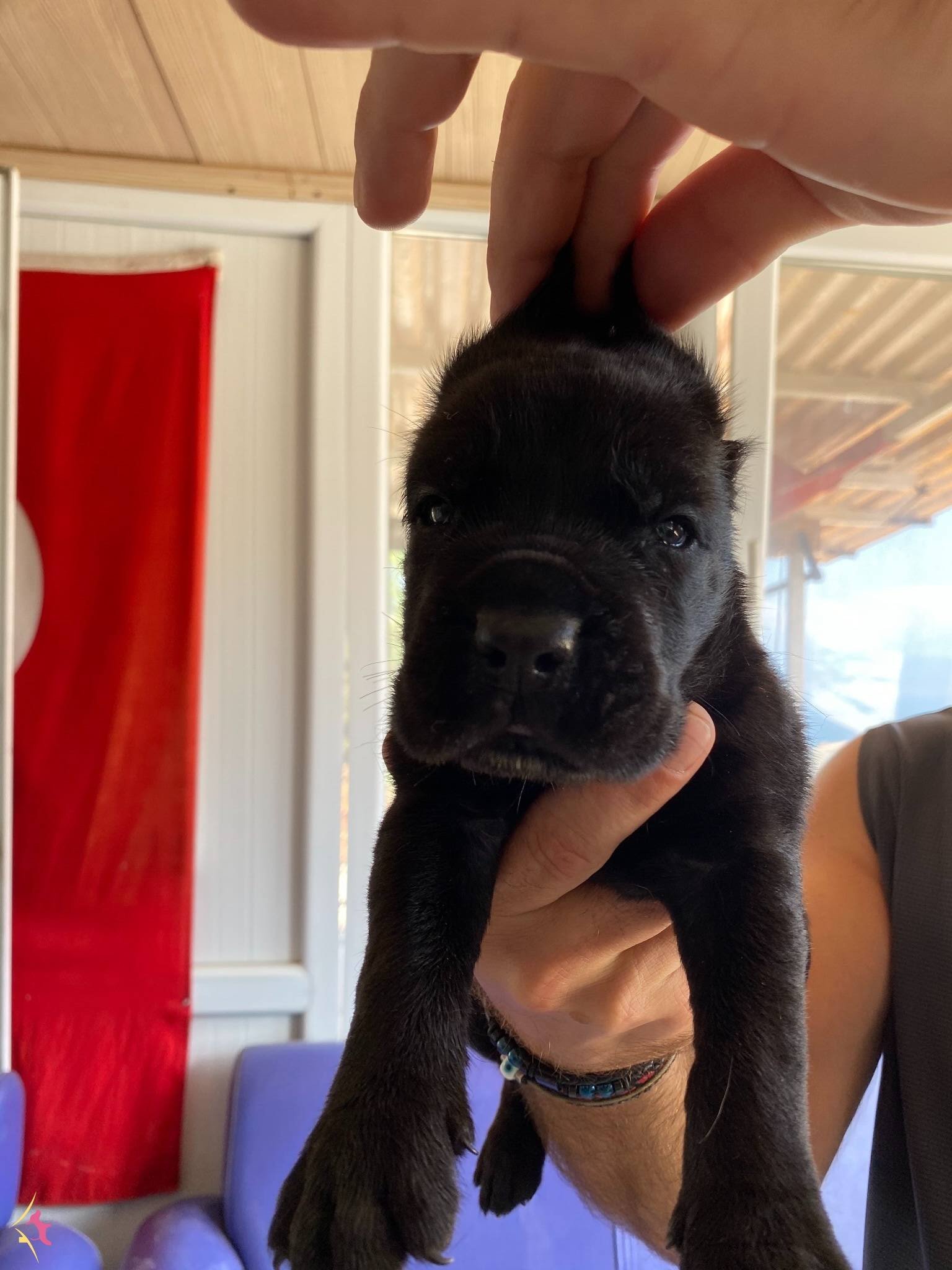Asaletli Siyah Cane Corso Yavrularımız