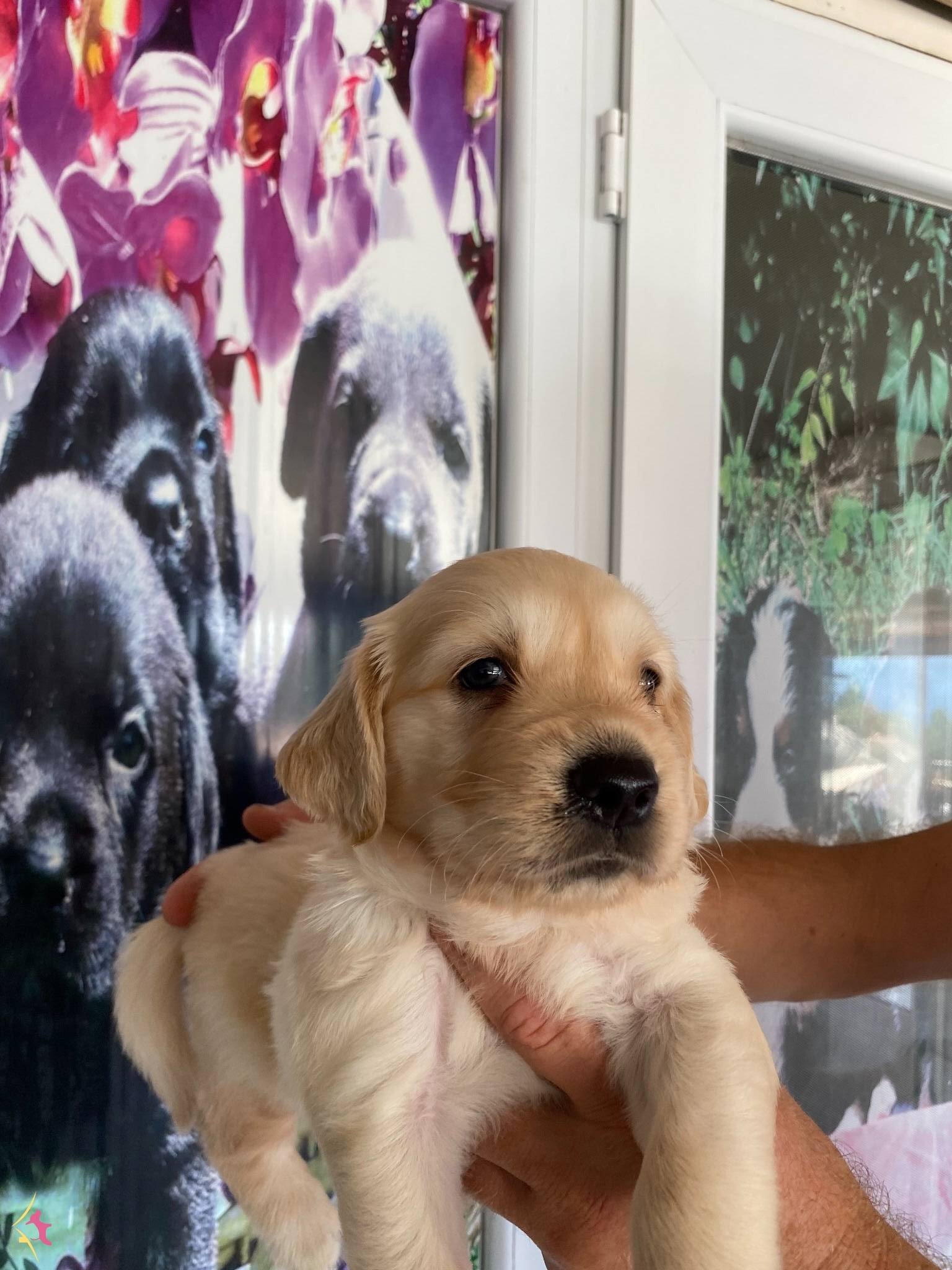 Baby Face Golden Retriever Bebekler
