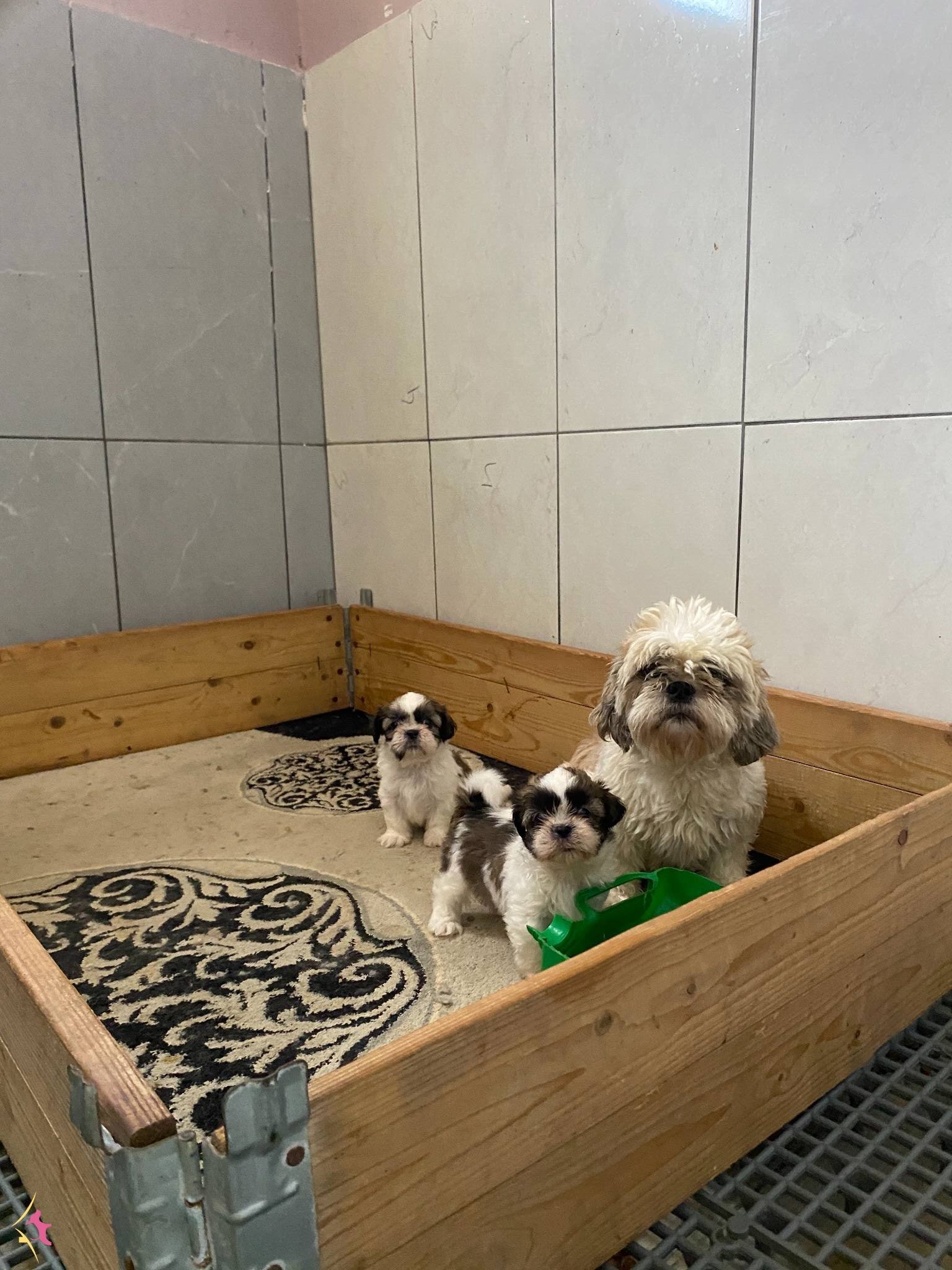 Shih Tzu Bebeklerimiz Geldi