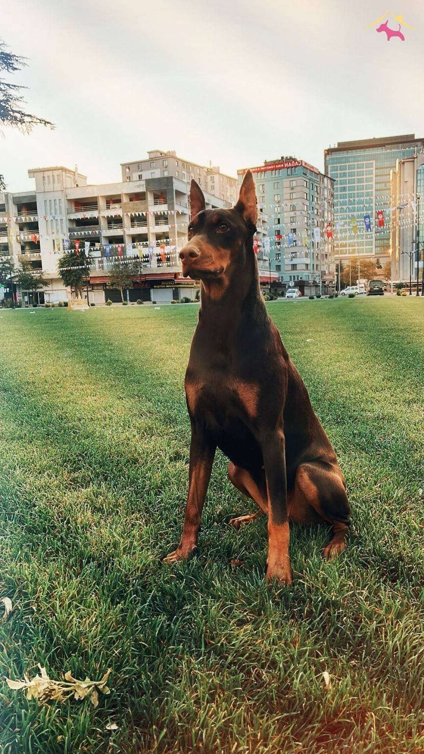 King Doberman Bebeklerimiz