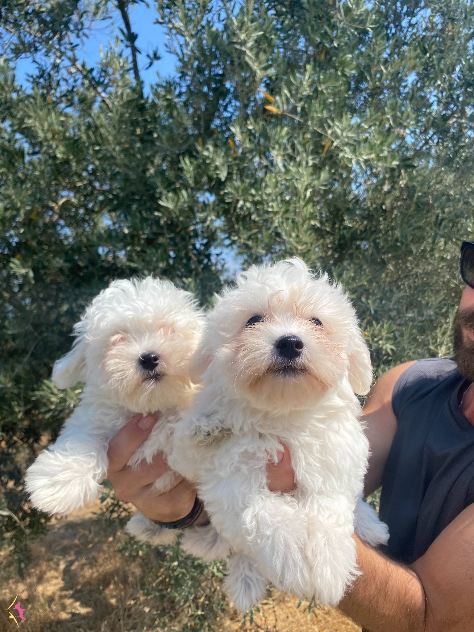 Maltese Numara Bebekler