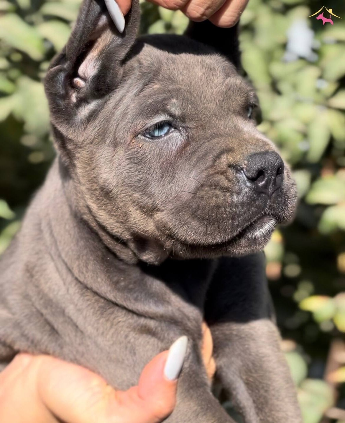 Iri Cussesiyle Gorenlere Dudak Isırtacak Cane Corso Yavrular