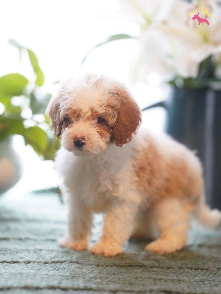 Dunyanın En Zeki Dizayn Irkı Labradoodle F1b