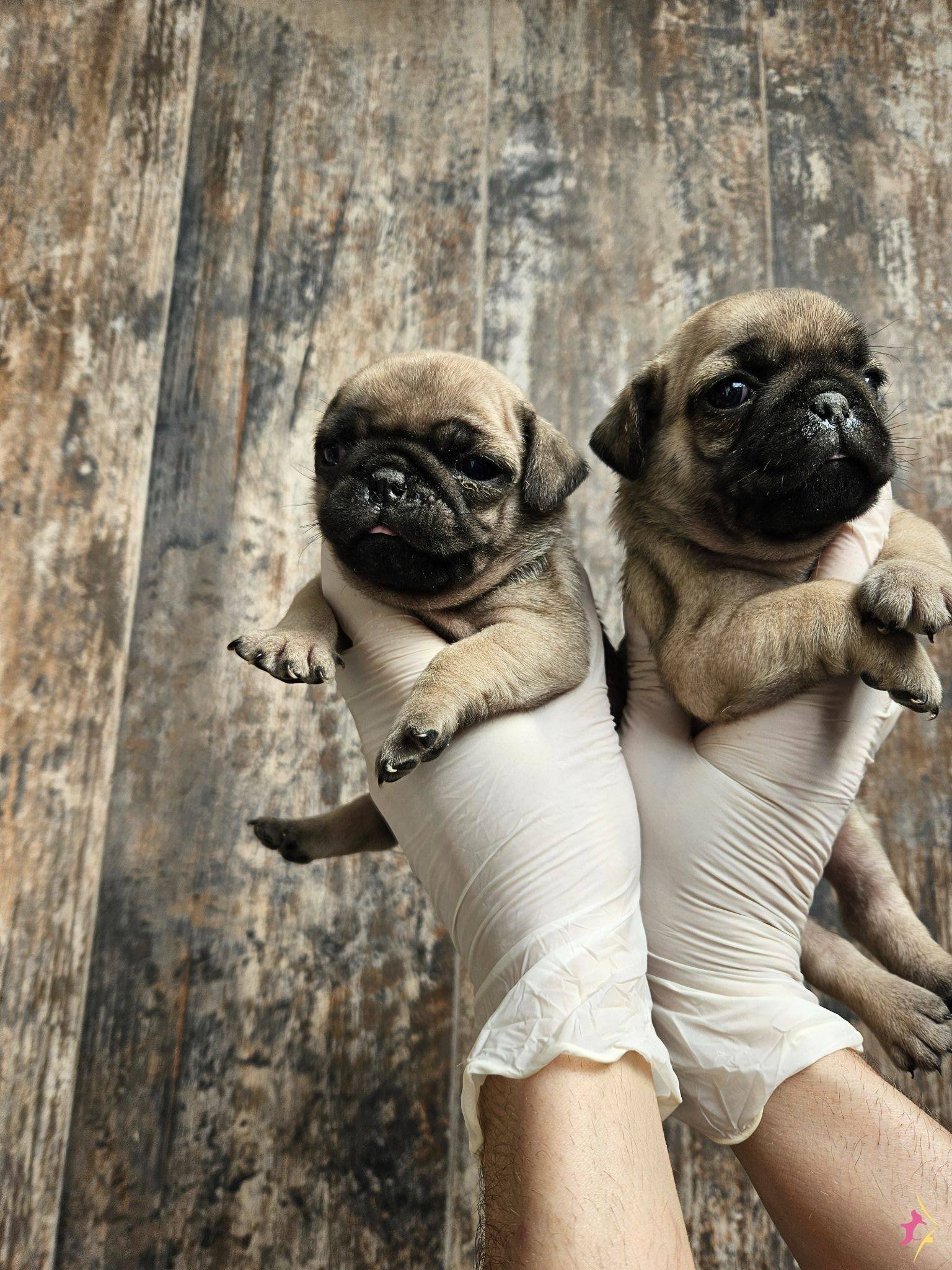 A Kalitede Pug Mobs Yavrularımız