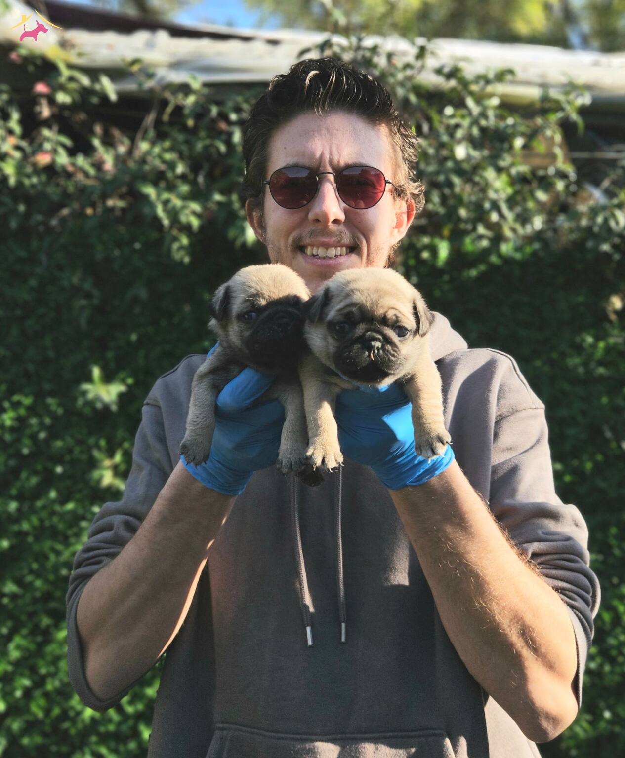 A Kalitede Pug Mobs Yavrularımiz Gul Kuyruk