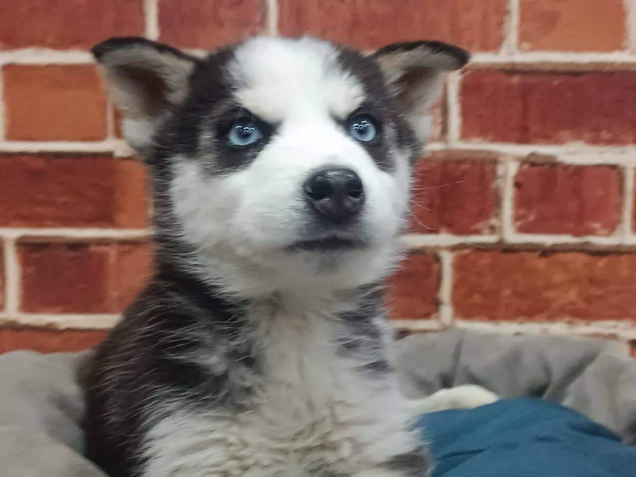 Güzel Gözlü Husky Yavrularımız