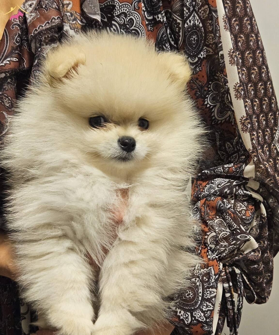 Dunya Tatlısı Pomeranian Yavrular Irk Sağlık Garantili