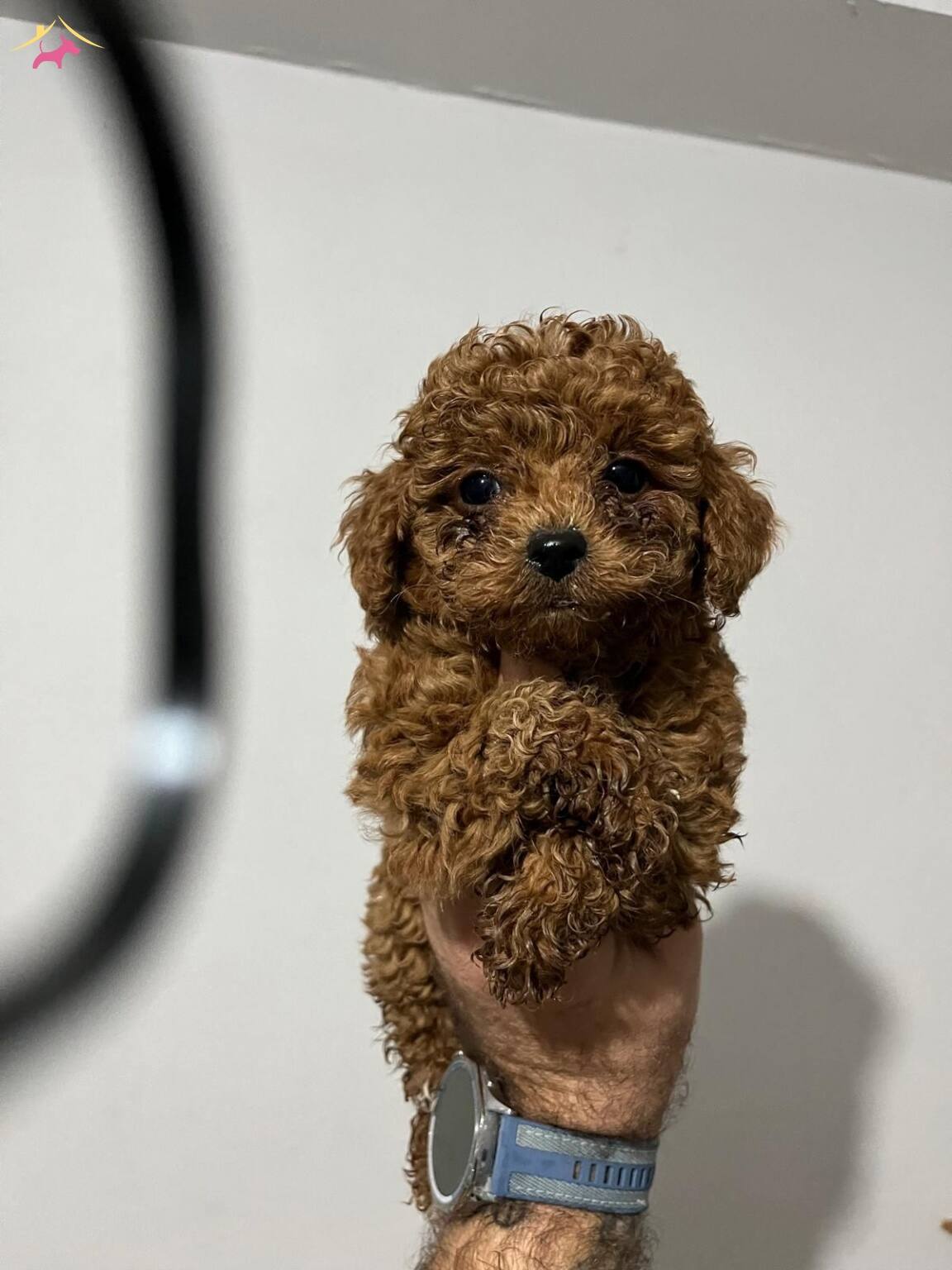Poodle Yavrularımız