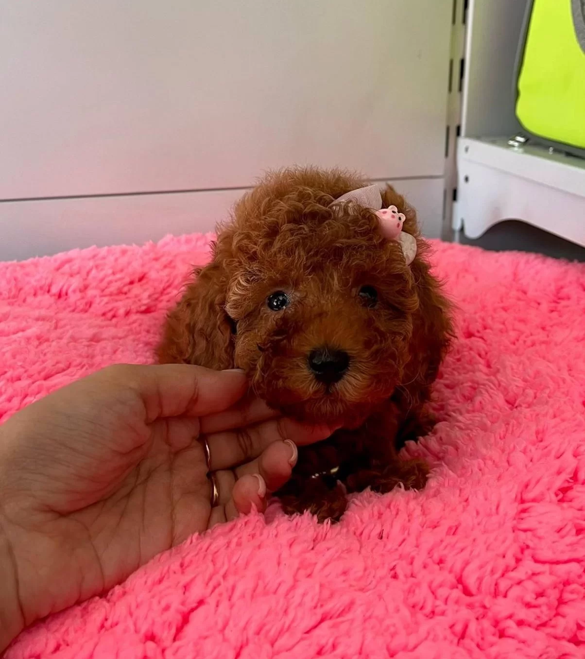 Irk Garantili Wc Eğitimli Mikrocipli Toy Poodle