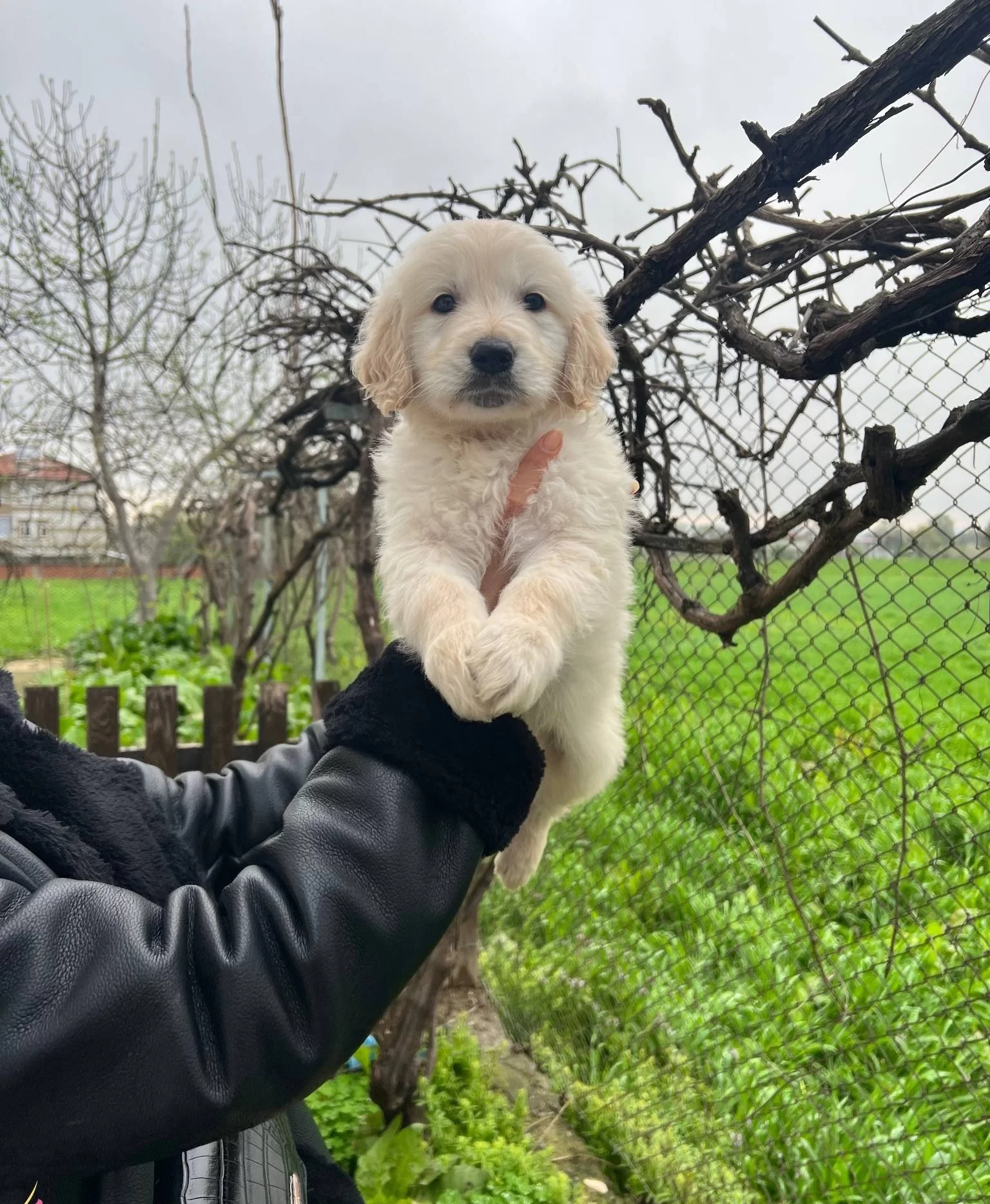 Harika Anatomi Bebek yüzlü Golden Retriever Yavrular