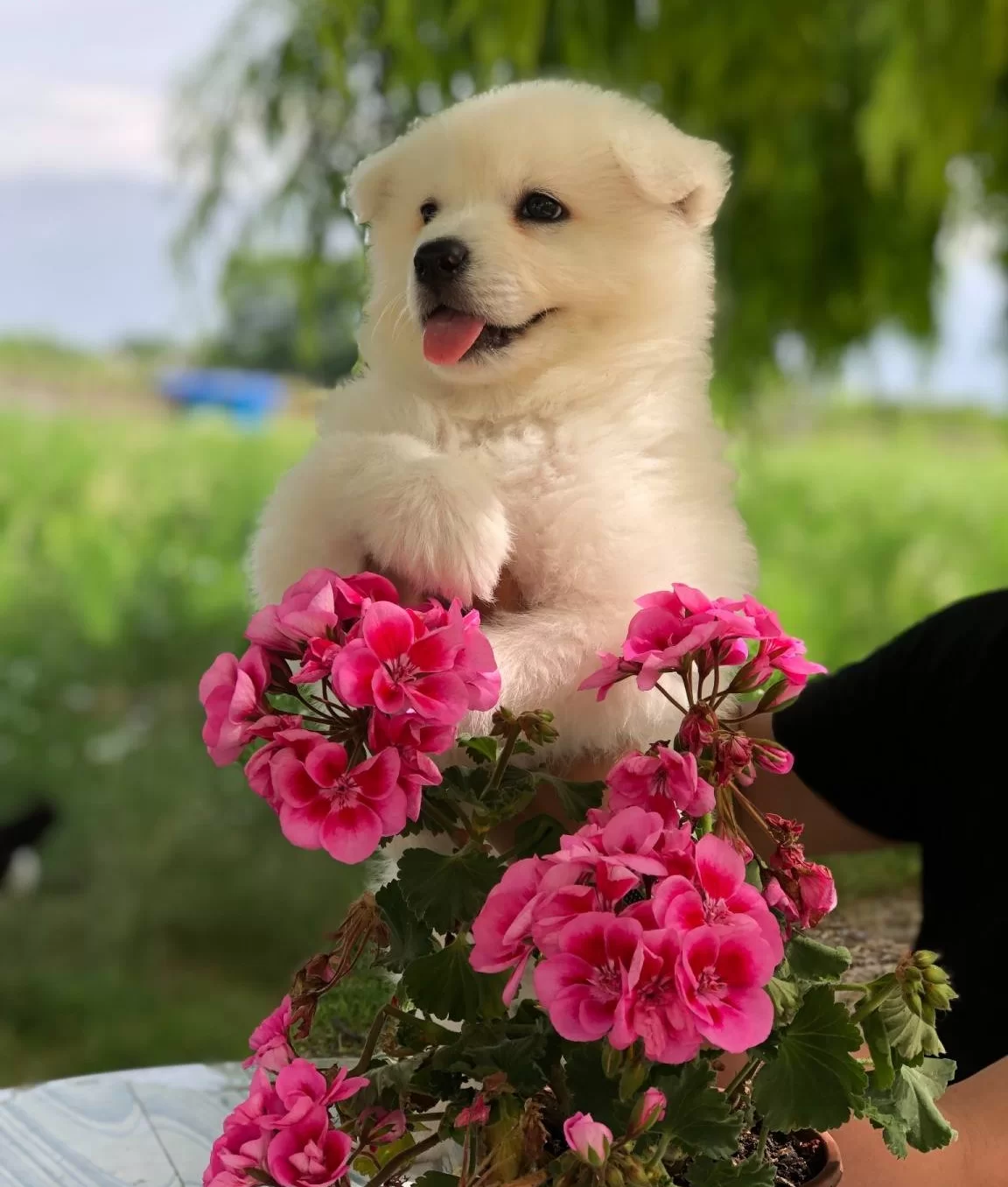 A Kalite Safkan Samoyed Bebeklerimiz