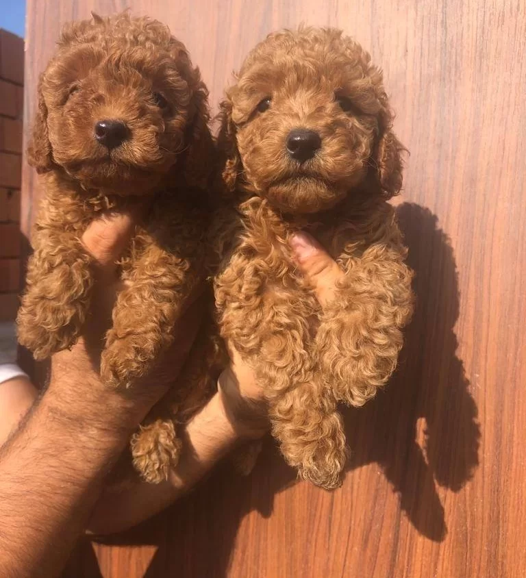 Oyuncak Gibi Poodle Toy Yavrularım