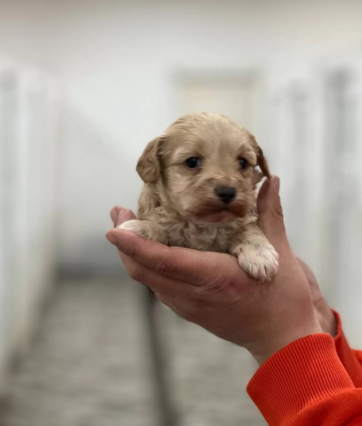 Maltipoo Bebeklerimiz