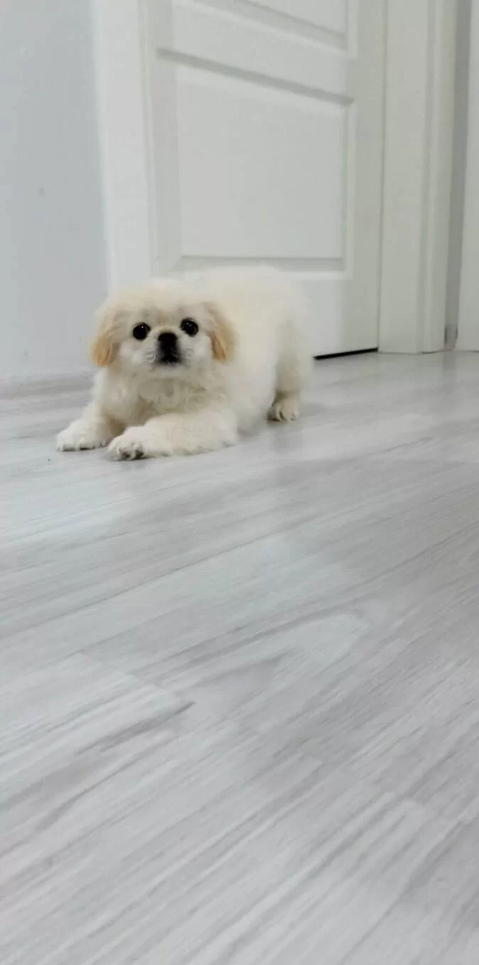 Harika Pekinez Yavrularımız