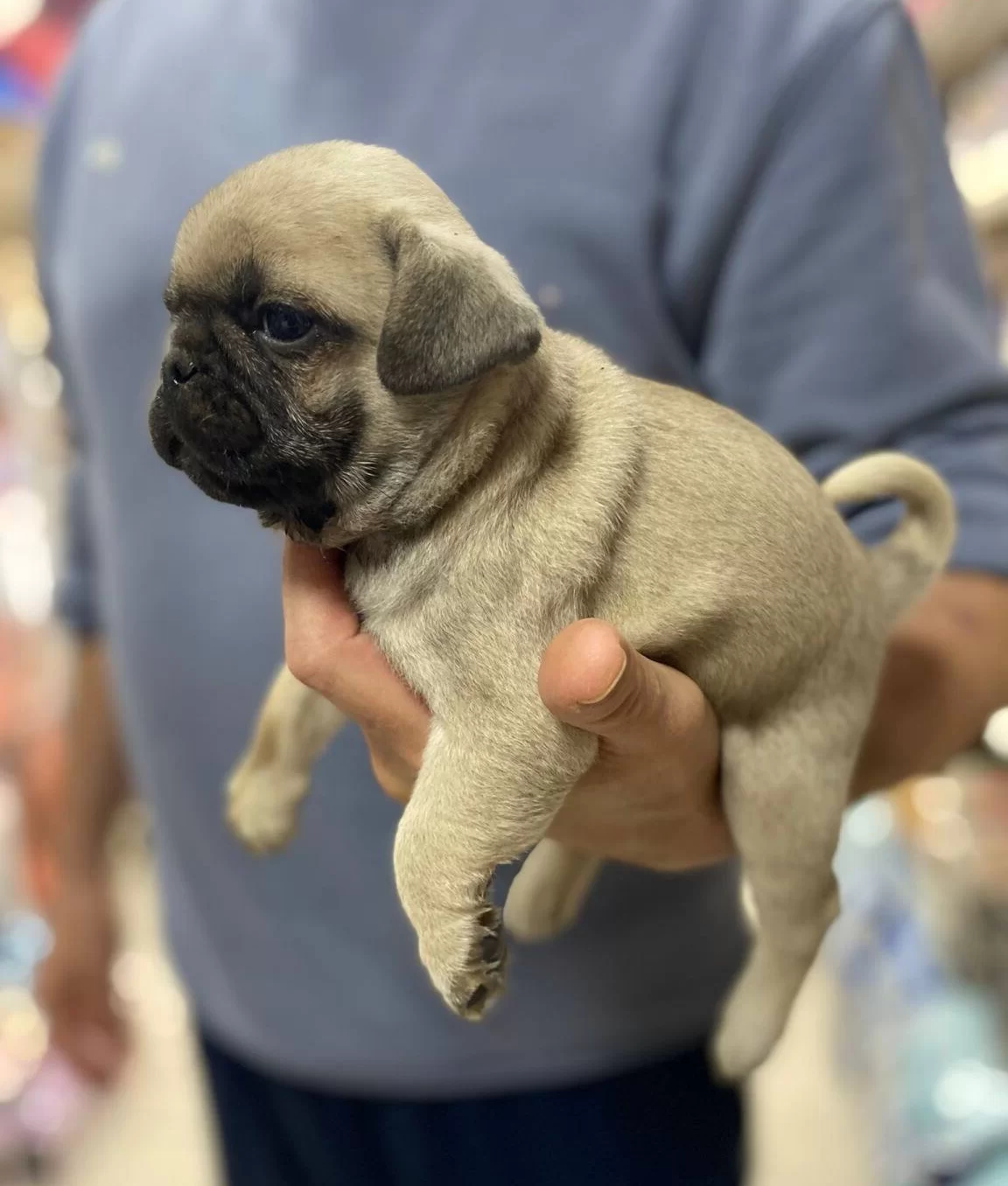 Pug Rıfkı Bebeklerimiz