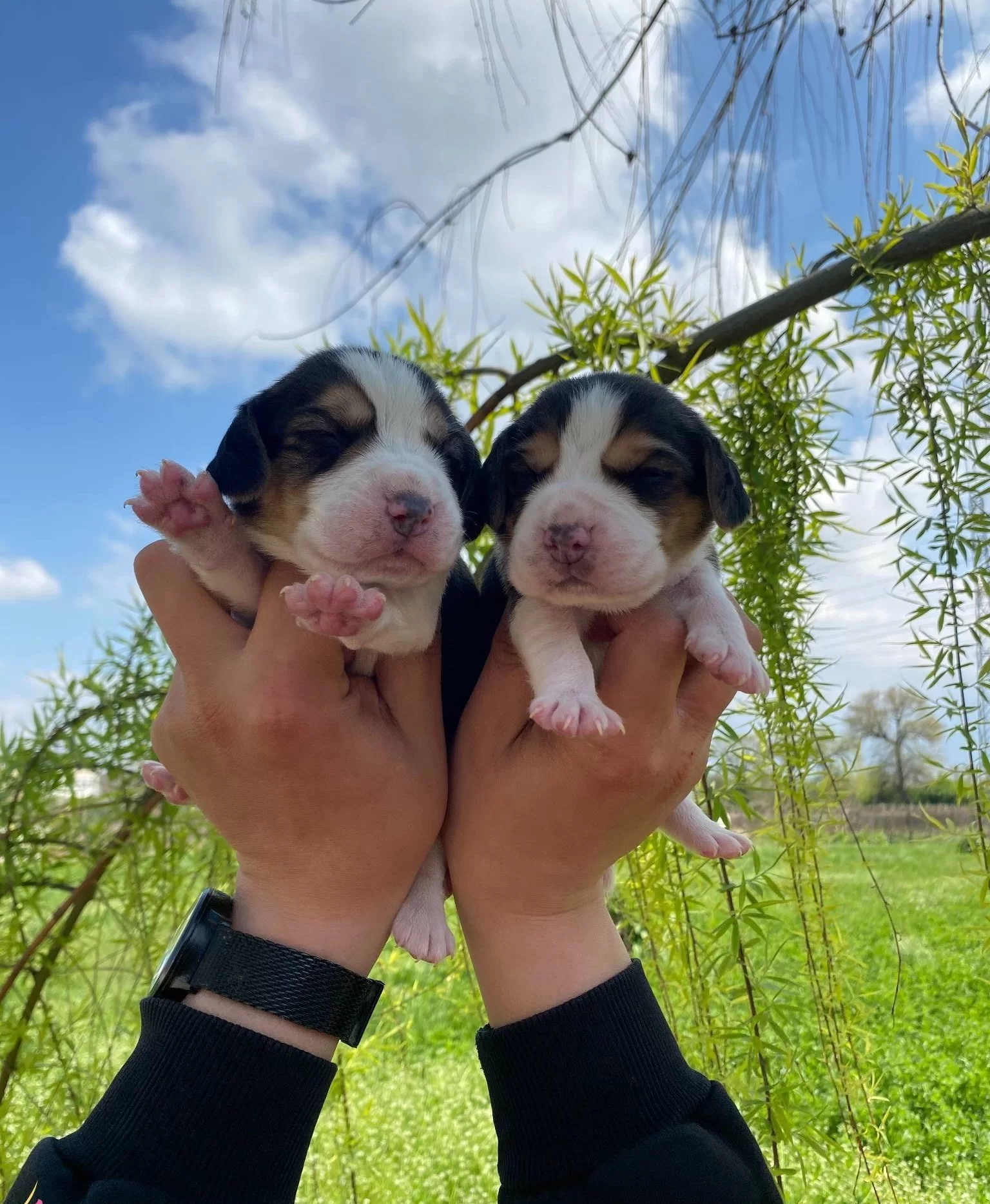Threecolor Beagle Bebekler