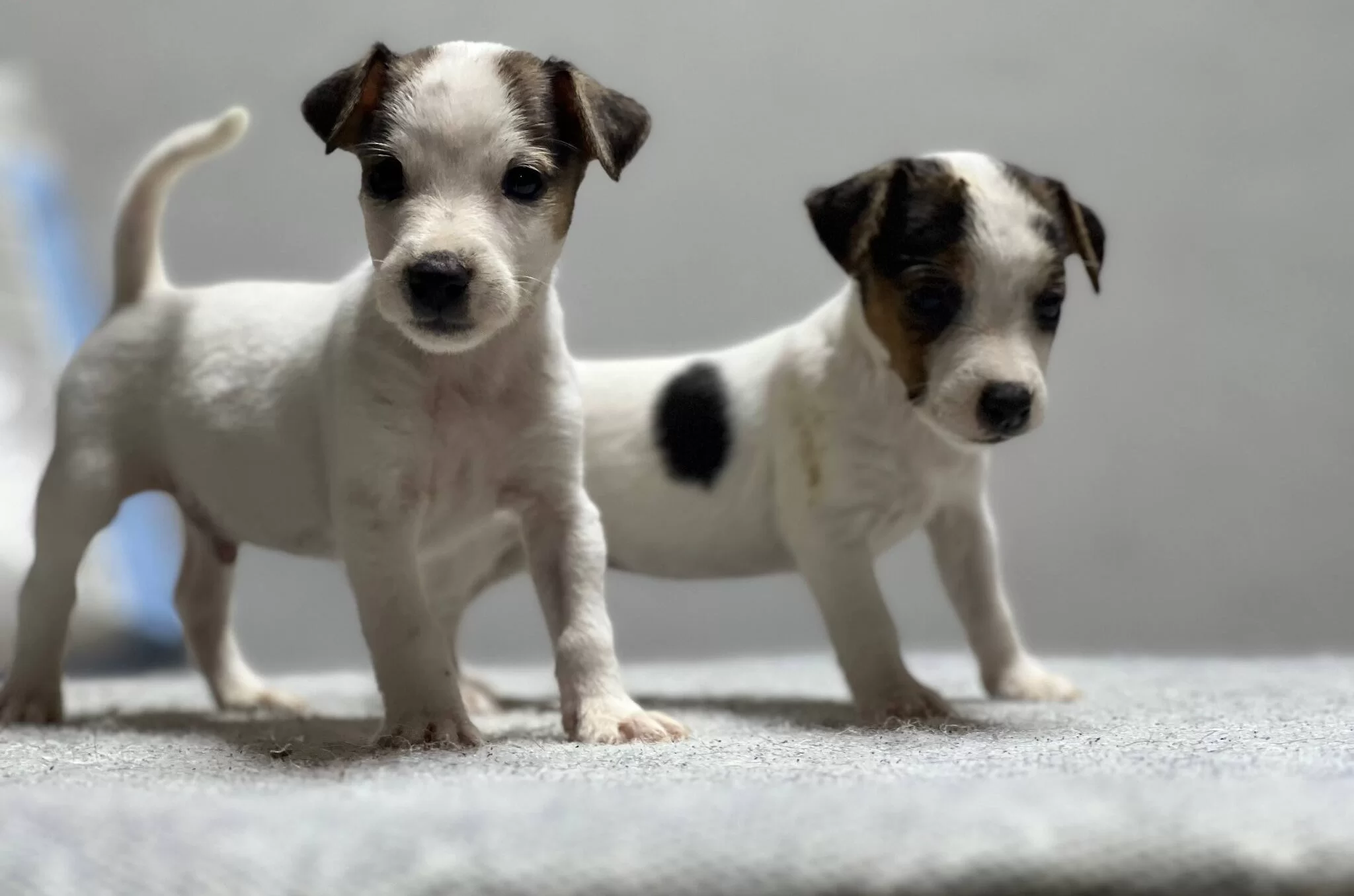Jack Russel Yavrular Kıpır Kıpır