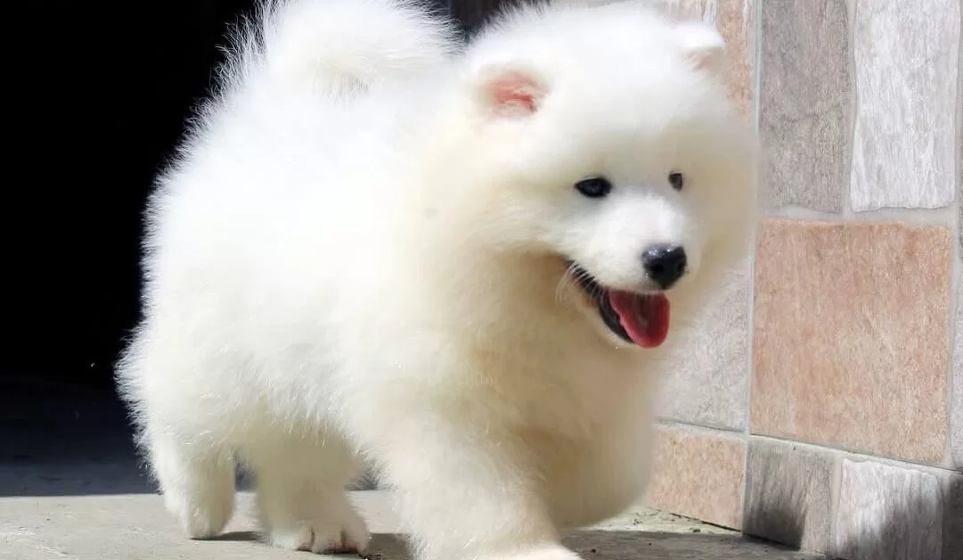 Buyuleyici Samoyed Bebekler