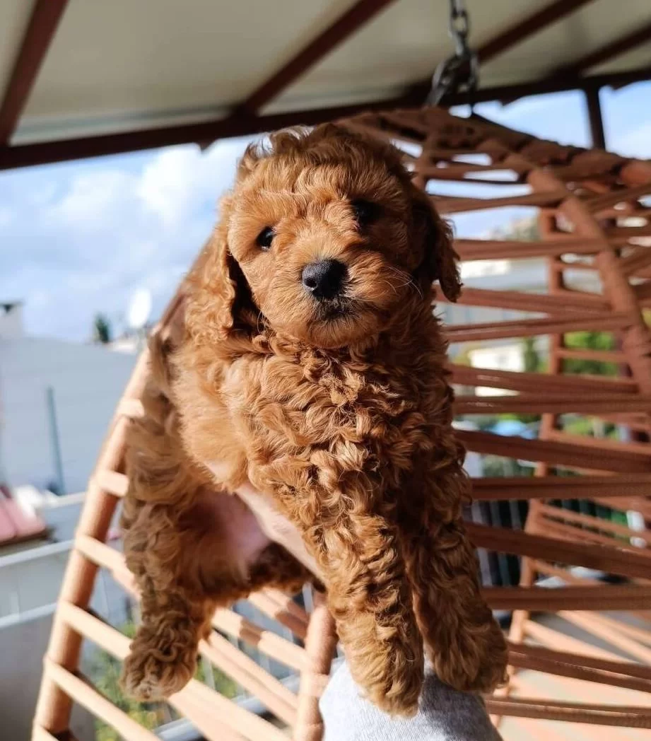 Toy Poodle Yavrularımız