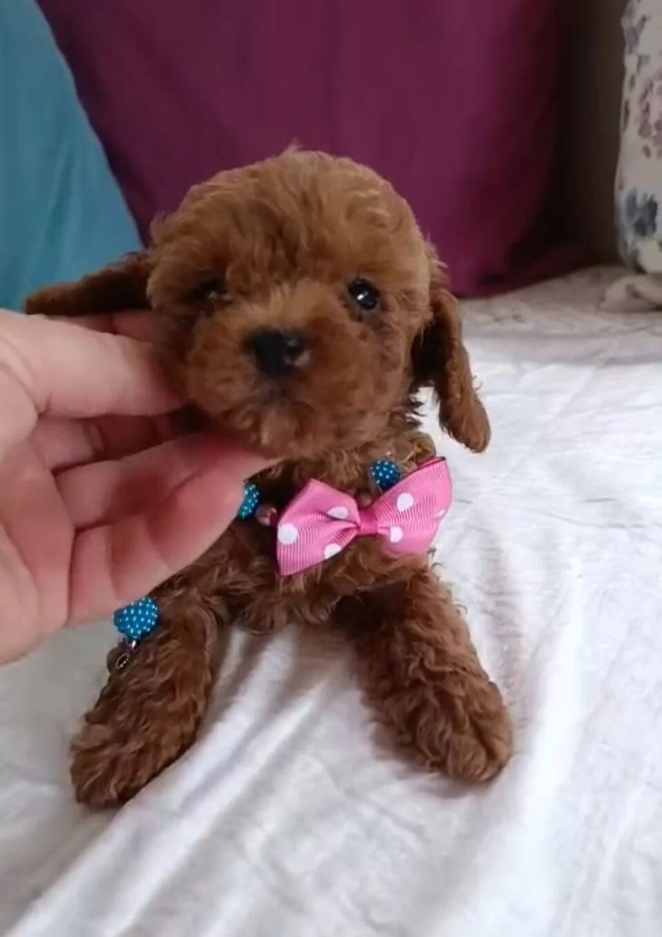 Kore Kan Ev Uretimi Toy Poodle Corlu