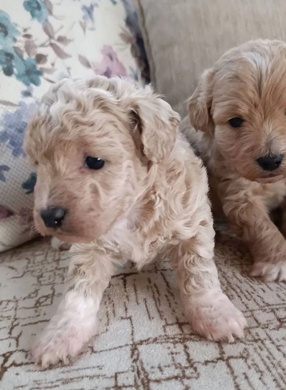 Cok Sevimli Maltipoo Bebekler Corlu