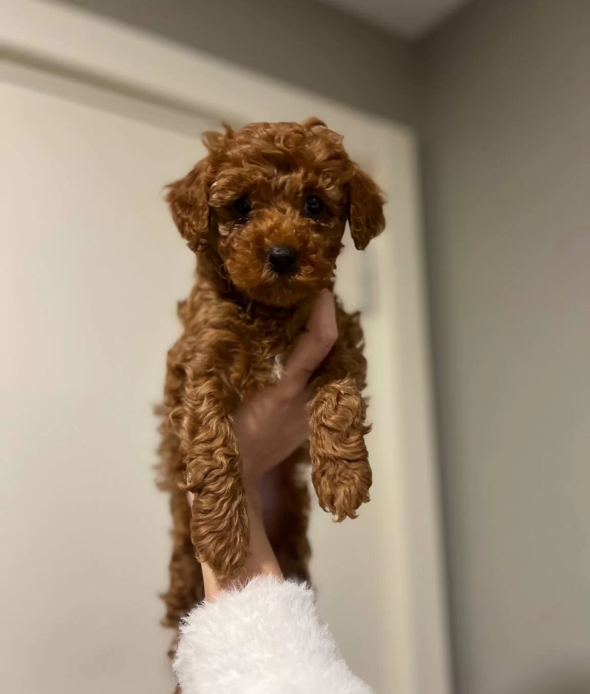 Disi 2 Aylık Orijinal Kore Toy Poodle