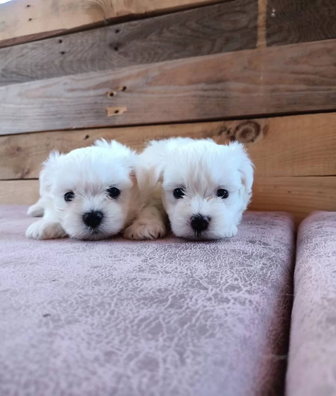 Mini Boy Karr Beyaz Maltese Bebeklerim