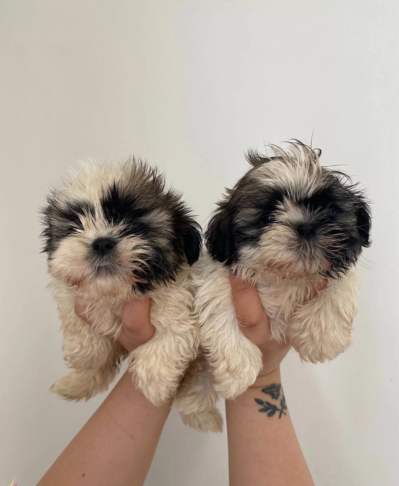 Shih Tzu Bebeklerimiz