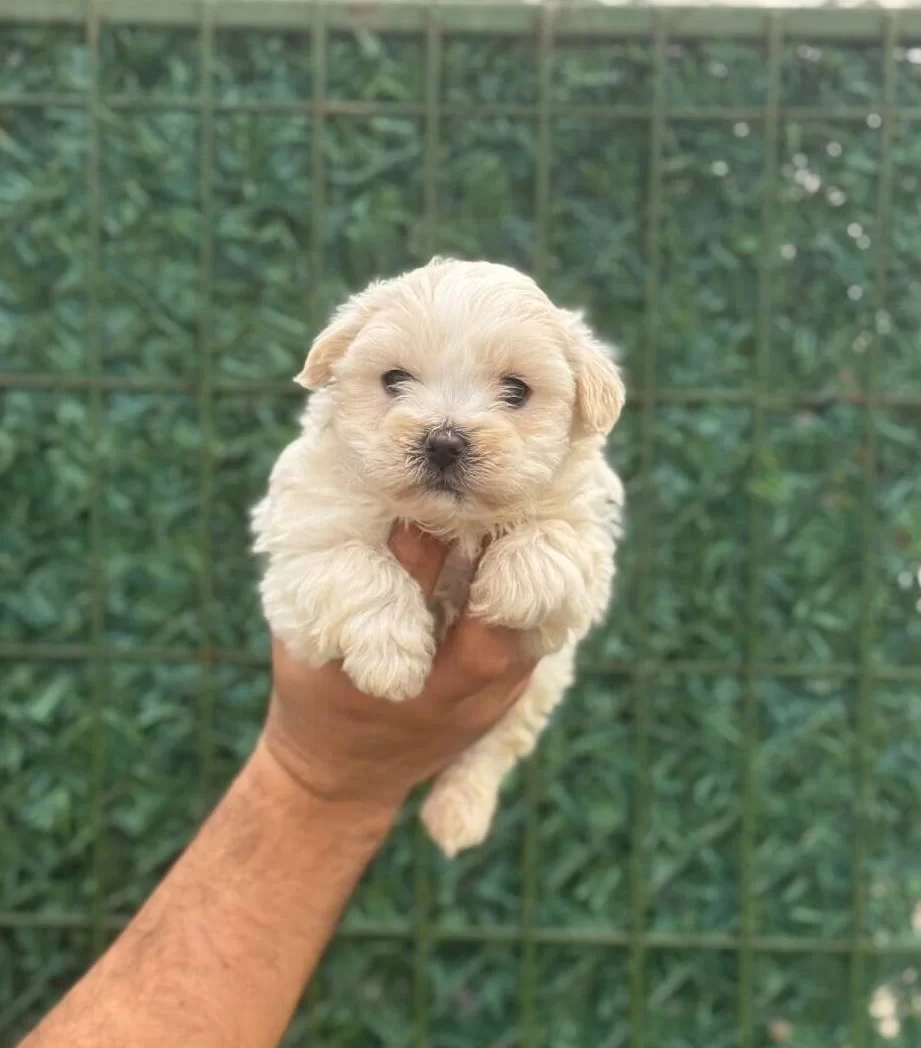 Avuc Ici Kadar Ipeksi Maltipoo Yavruları
