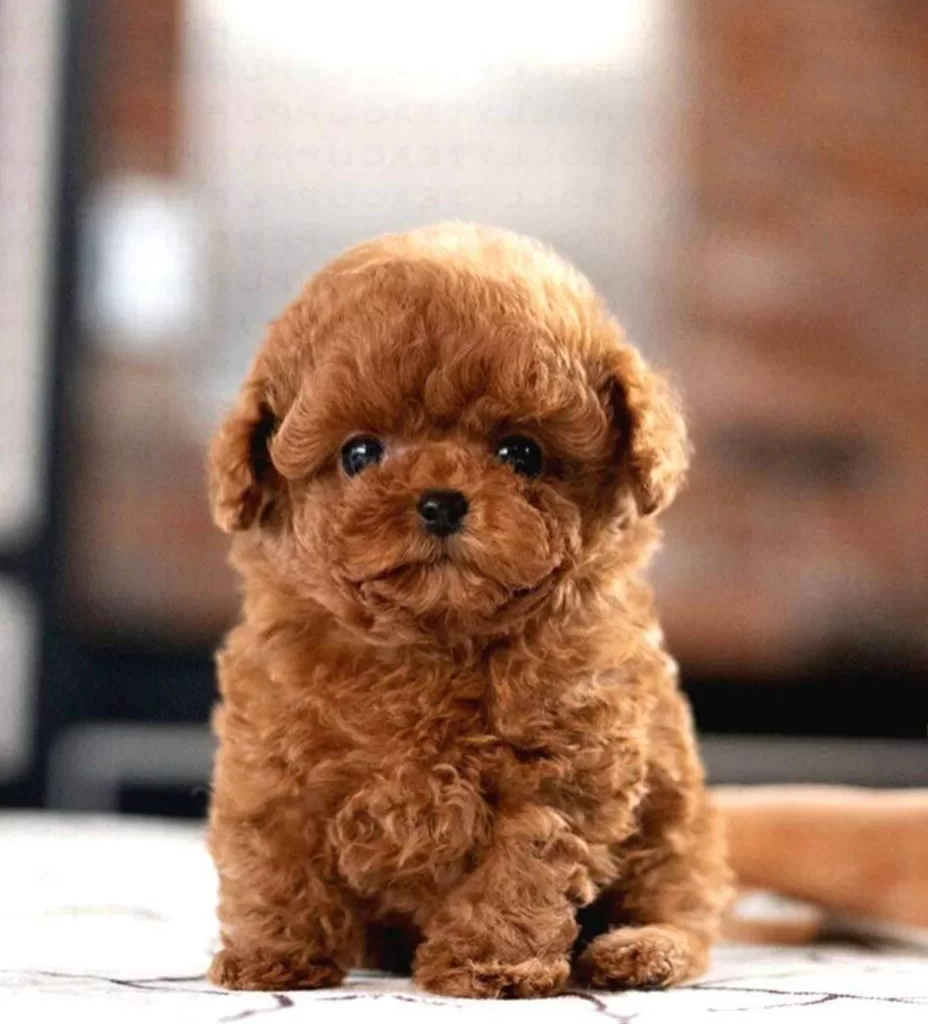 Korean Export Toy Poodle Bebeklerim