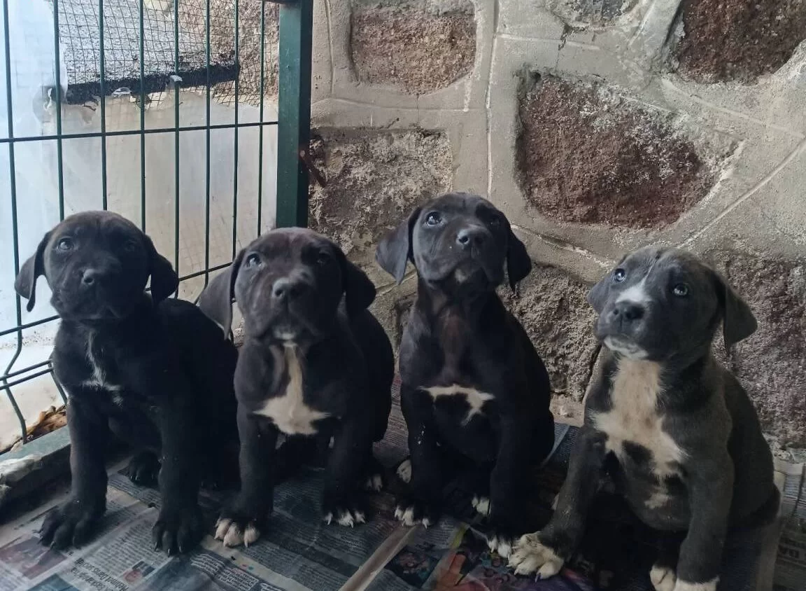 Heybetli Ve Karakterli Cane Corso Yavruları