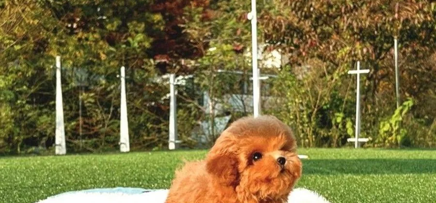 Show Kalite Toy Poodle Yavrularım