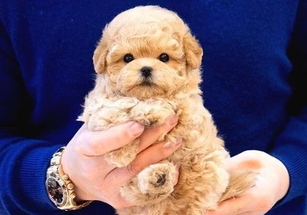 Enfes Guzellikteki Toy Poodle Bebişlerimiz