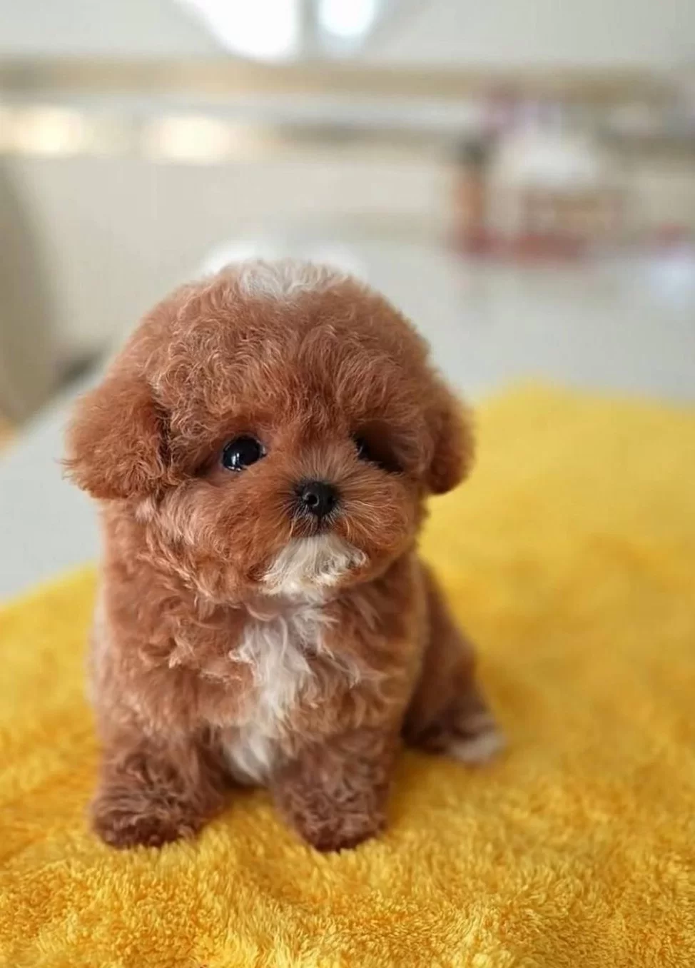 Kore Dizayn Red Toy Poodle Bebekleri